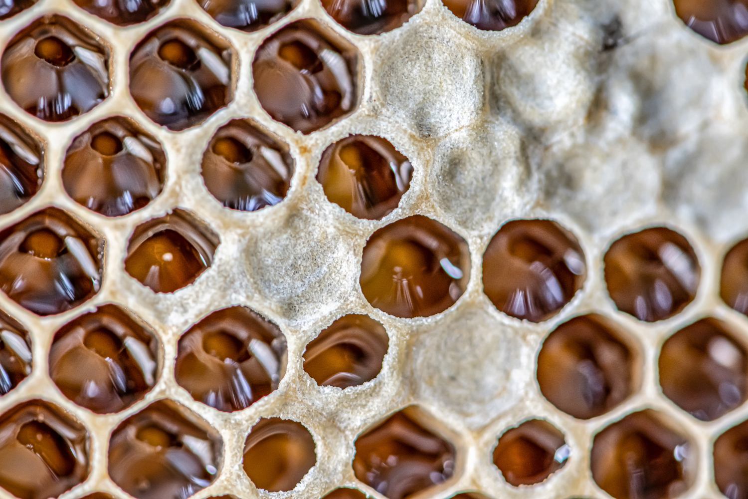 australian manuka honey