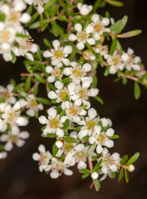 Cluster of white flowers and leaves of Leptospermum liversidgei - Olive tea tree - Australian wildflowers growing in a forest